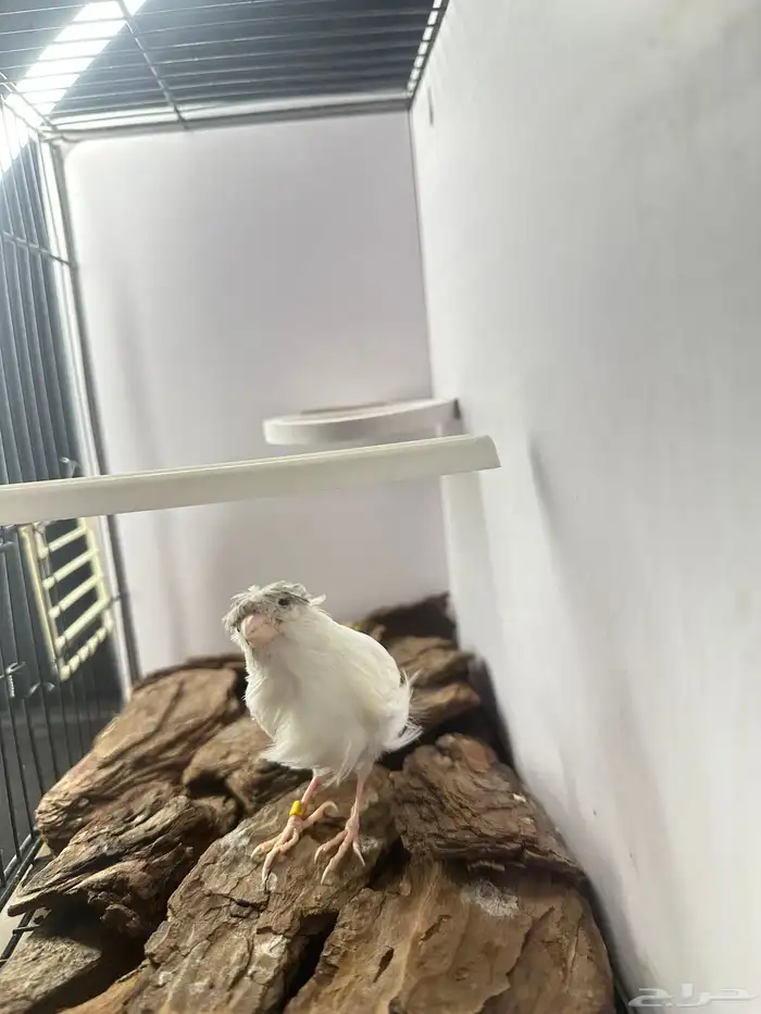 ذكر كناري تغريد تم البيع 5