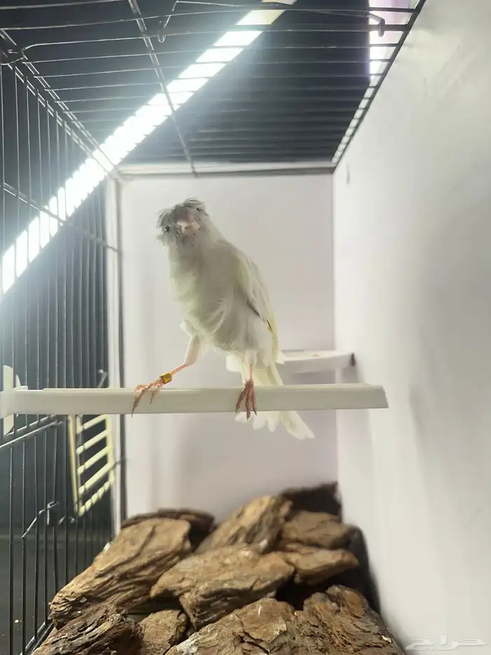 ذكر كناري تغريد تم البيع 3