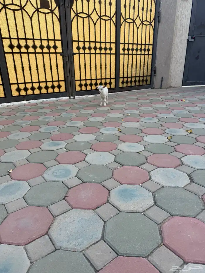 ماعز قزم 4
