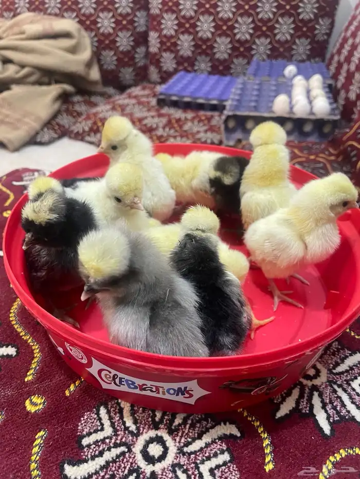 بيض بولش فاخر 2