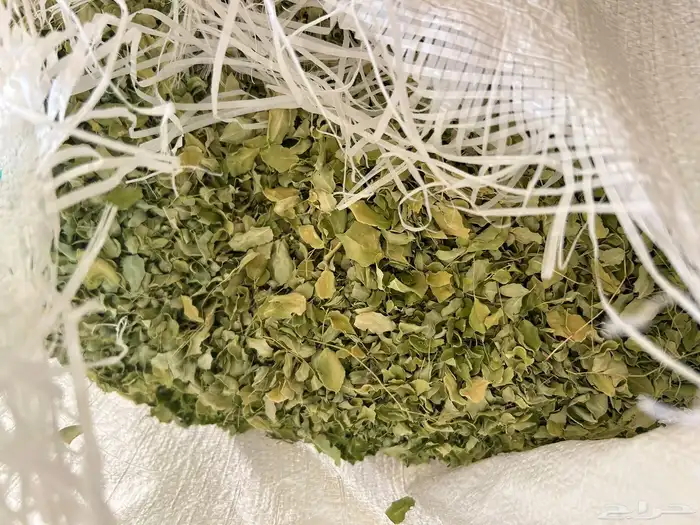 مورينقا مورينجا مجففة من المزرعة مباشرة 2