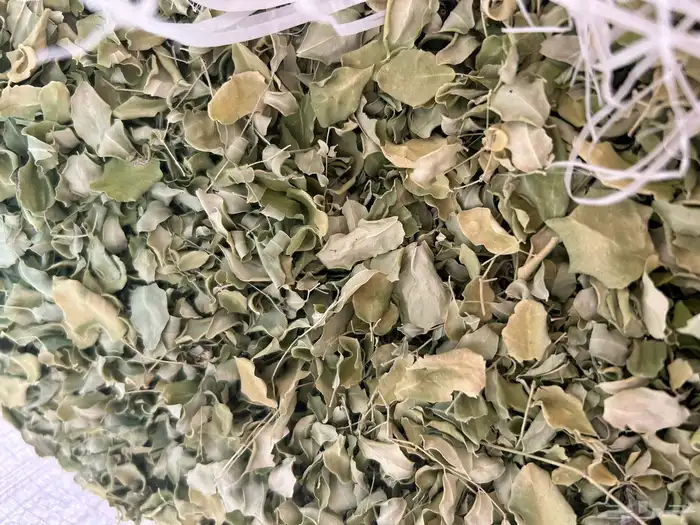 مورينقا مورينجا مجففة من المزرعة مباشرة 0