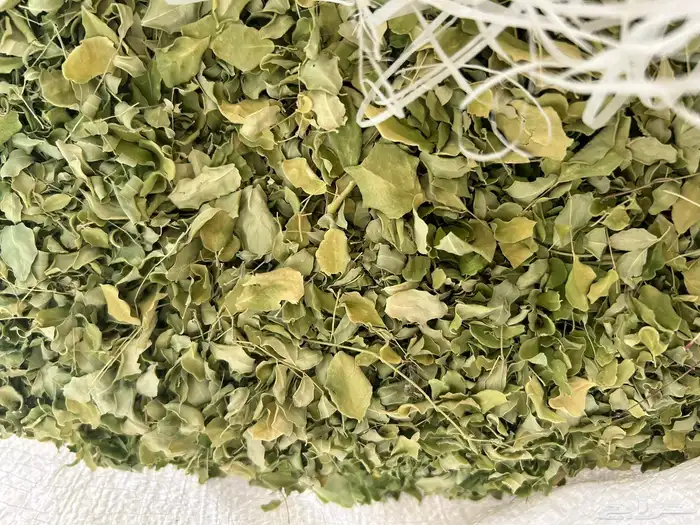 مورينقا مورينجا مجففة من المزرعة مباشرة 1
