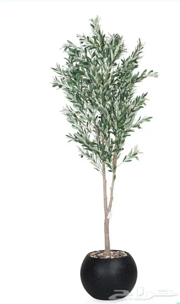 لإيجار مداخل حفلات مناسبات وأشجار زيتون ألهبه 4