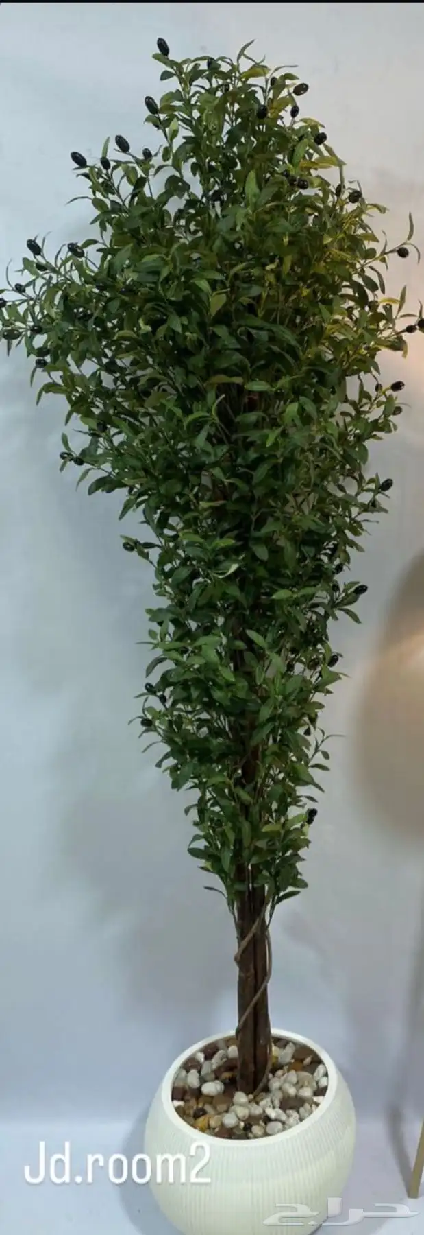 لإيجار مداخل حفلات مناسبات وأشجار زيتون ألهبه 7