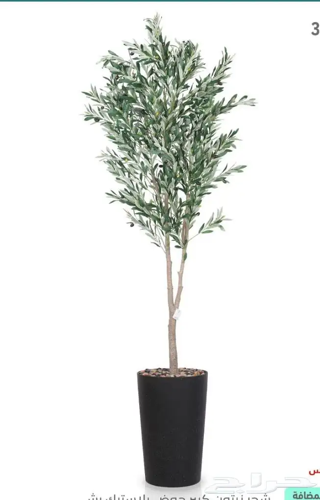 لإيجار مداخل حفلات مناسبات وأشجار زيتون ألهبه 6