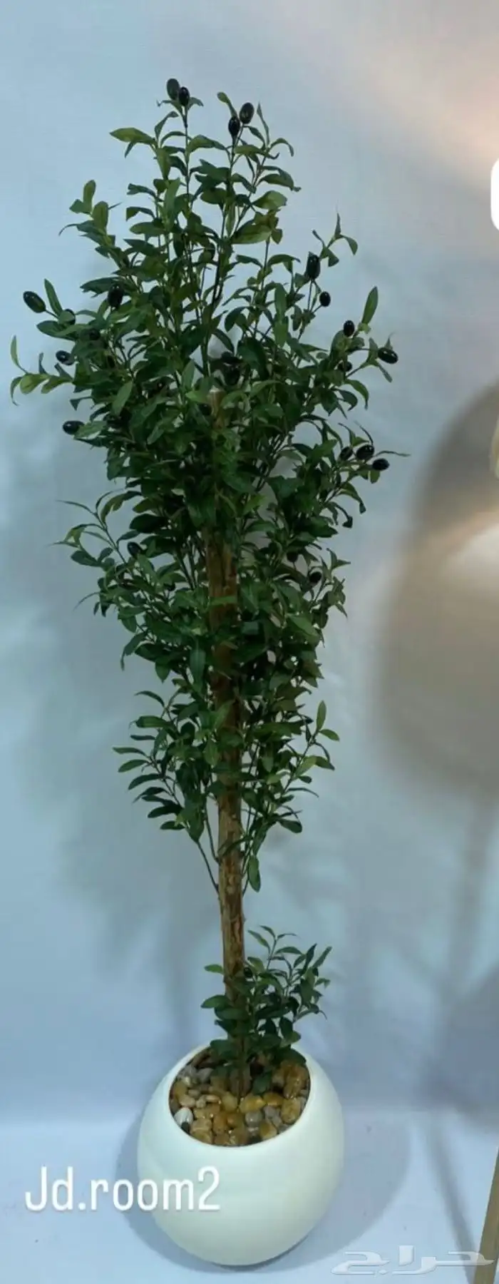 لإيجار مداخل حفلات مناسبات وأشجار زيتون ألهبه 8