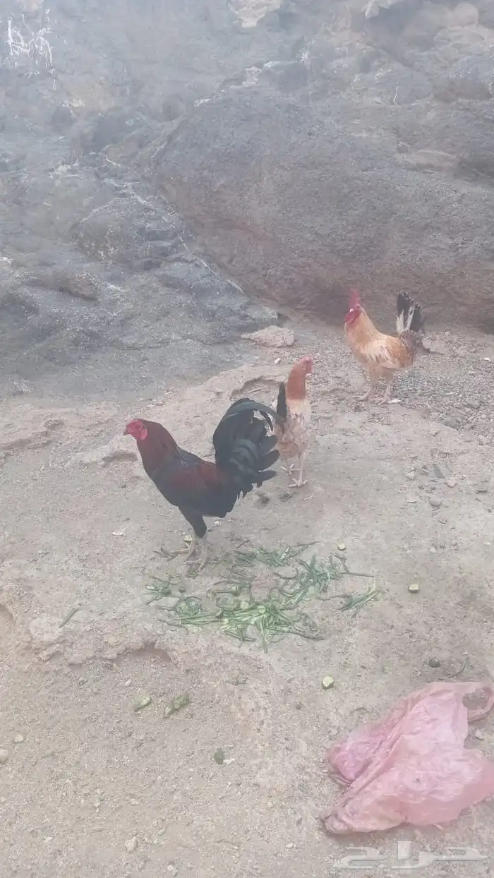 ديك ودجاجه للبيع 1