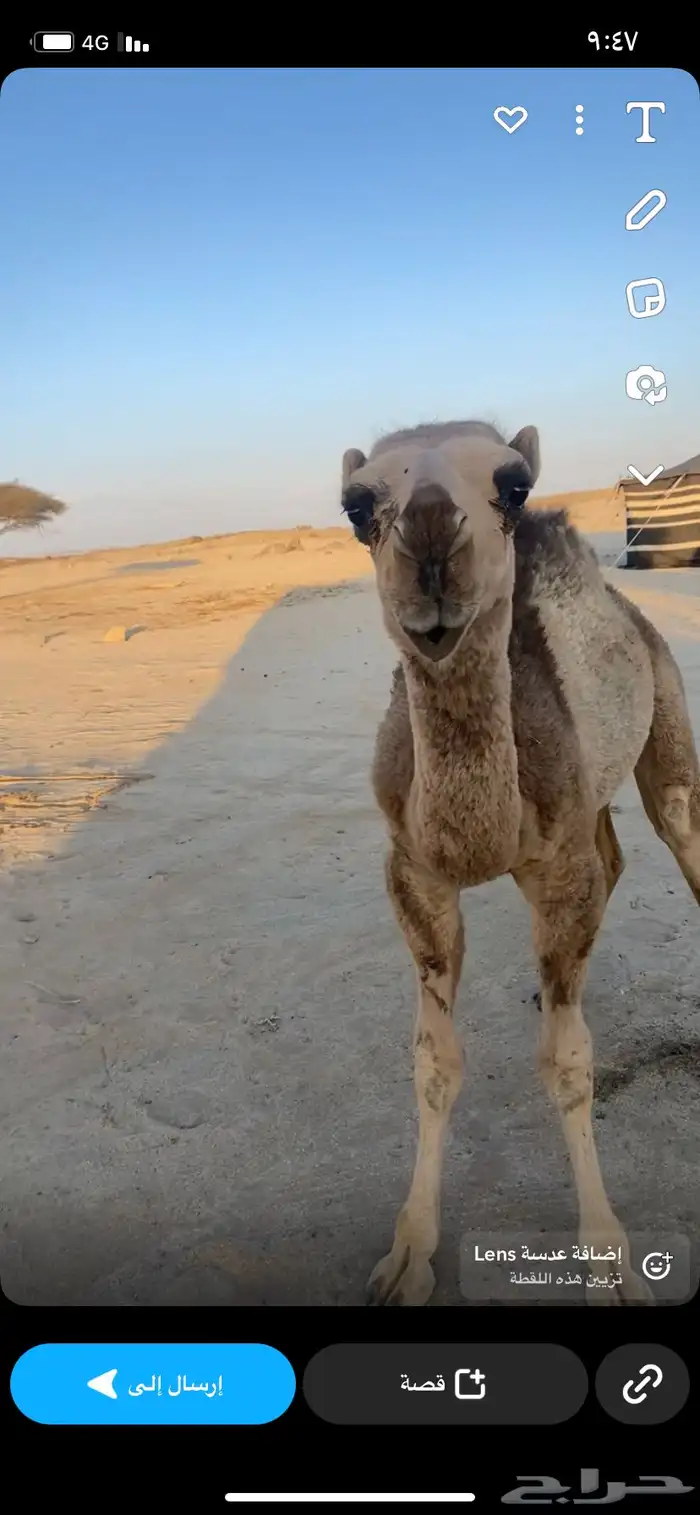 بعير اشقح شاق منتج 0
