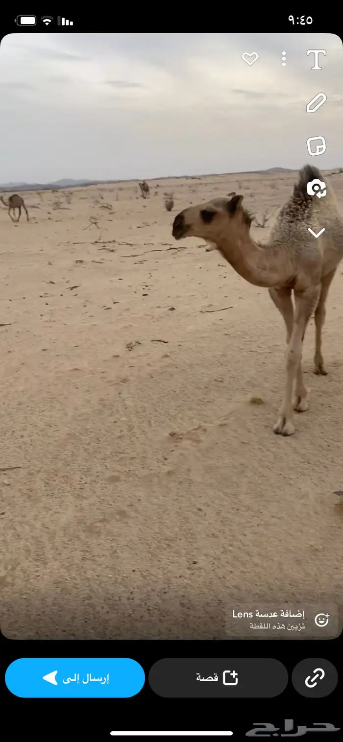 بعير اشقح شاق منتج 4