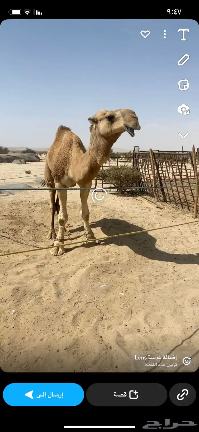 بعير اشقح شاق منتج 2
