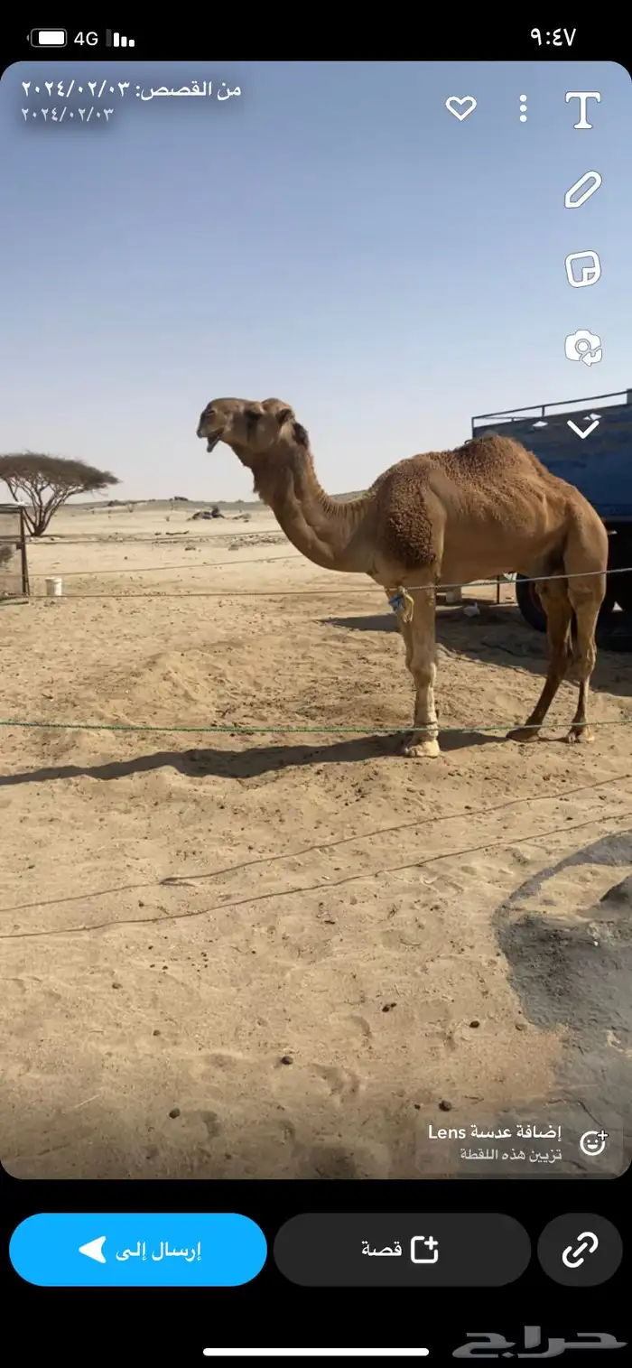 بعير اشقح شاق منتج 1