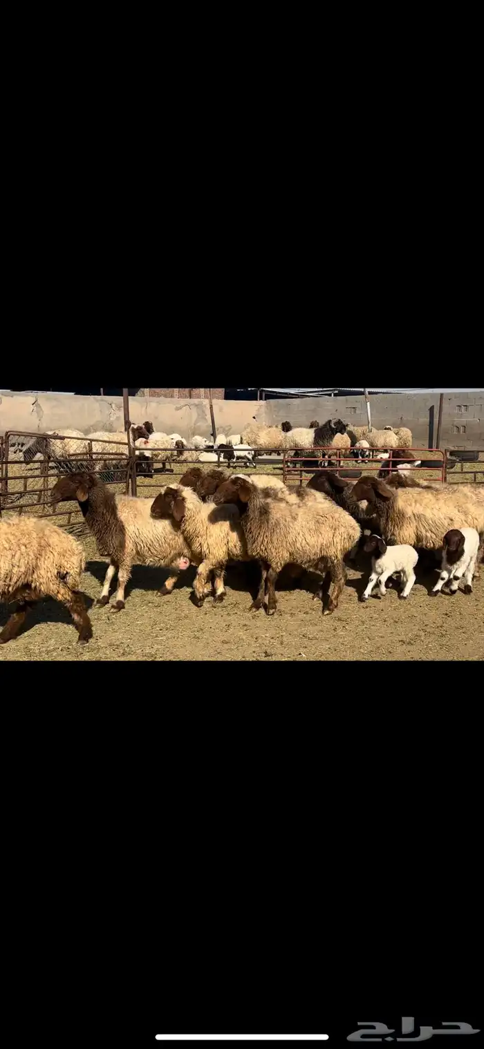 غنم نعيم فاخره 5