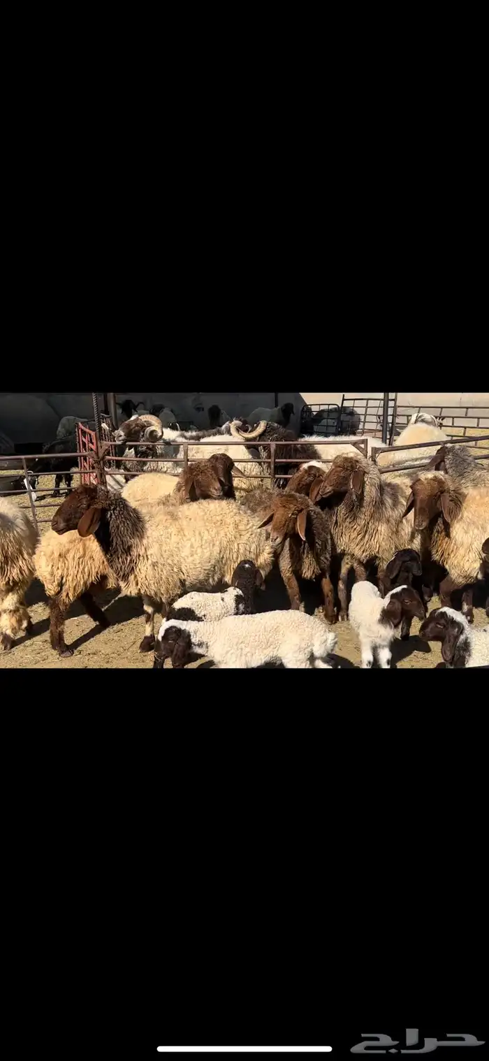 غنم نعيم فاخره 2