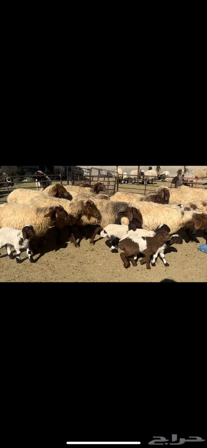 غنم نعيم فاخره 3