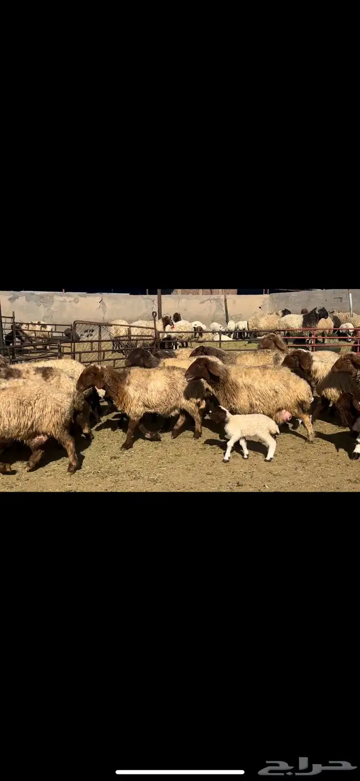 غنم نعيم فاخره 0