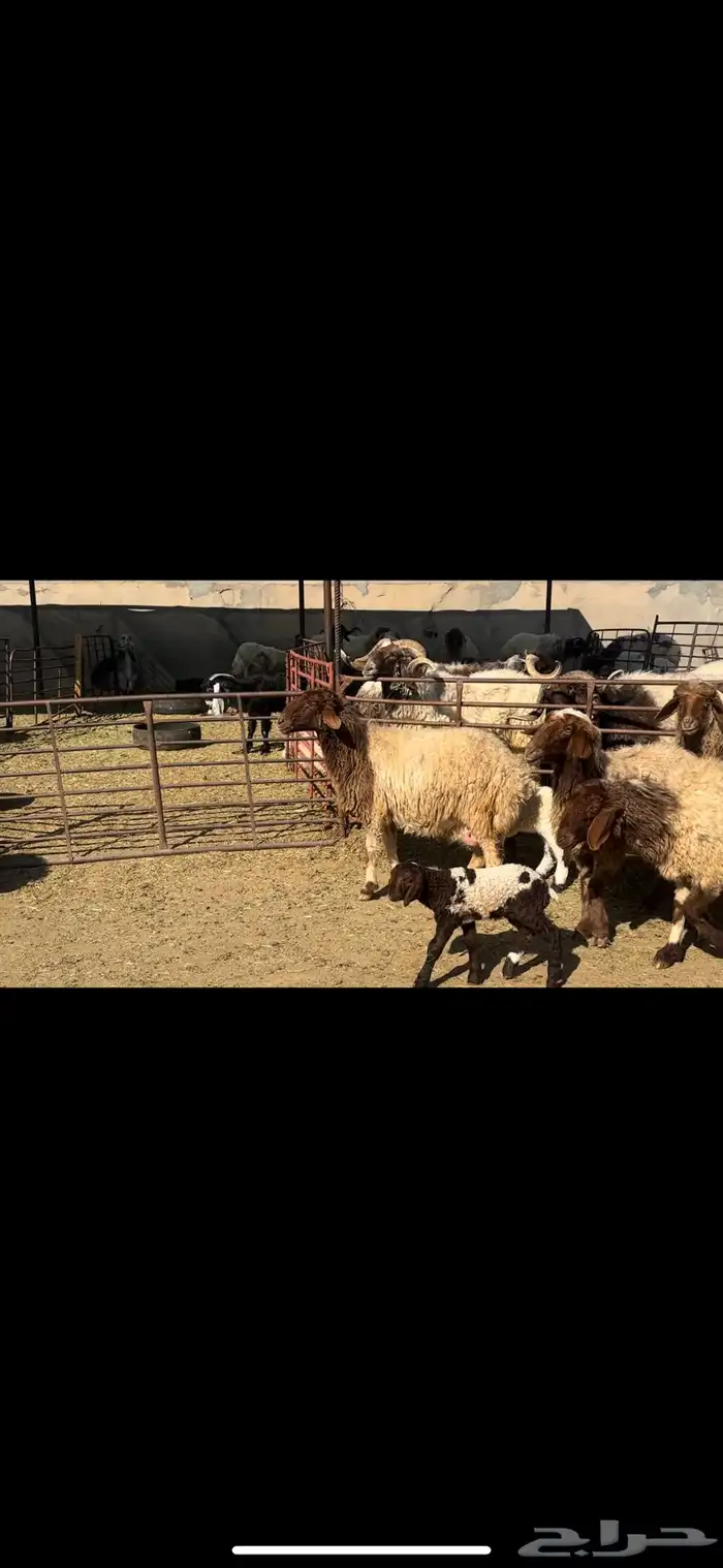 غنم نعيم فاخره 1