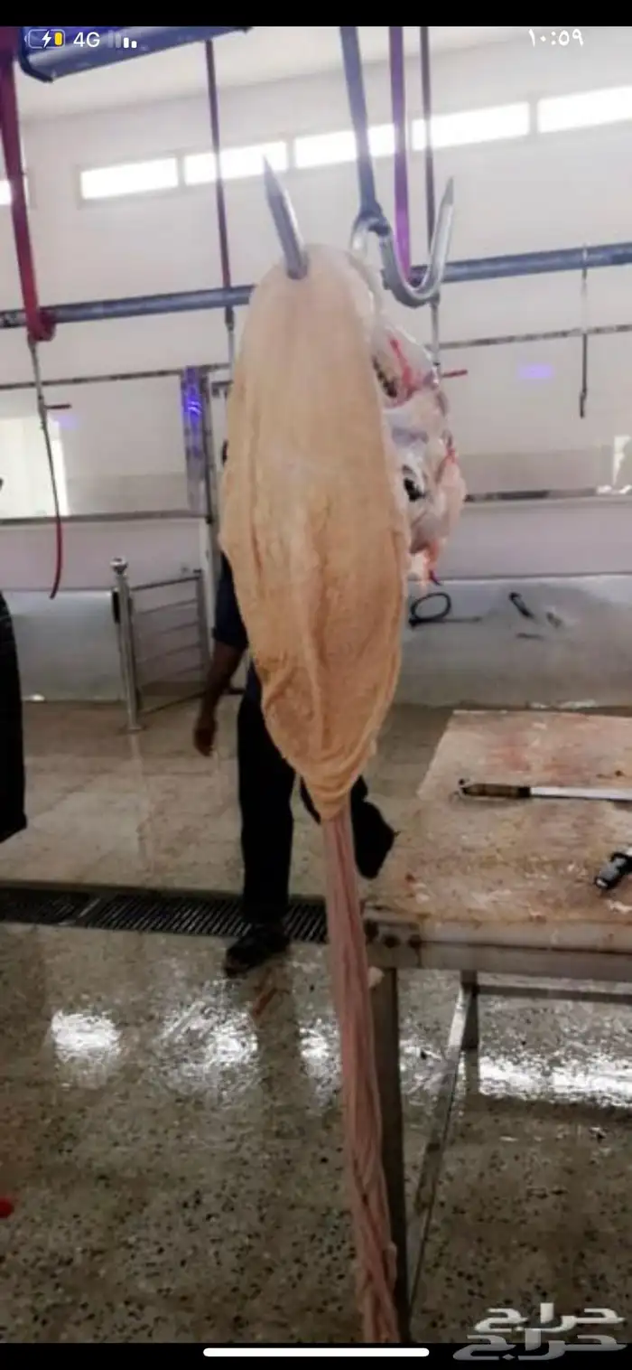 ذبايح ويوجد ذبح وتوصيل 3