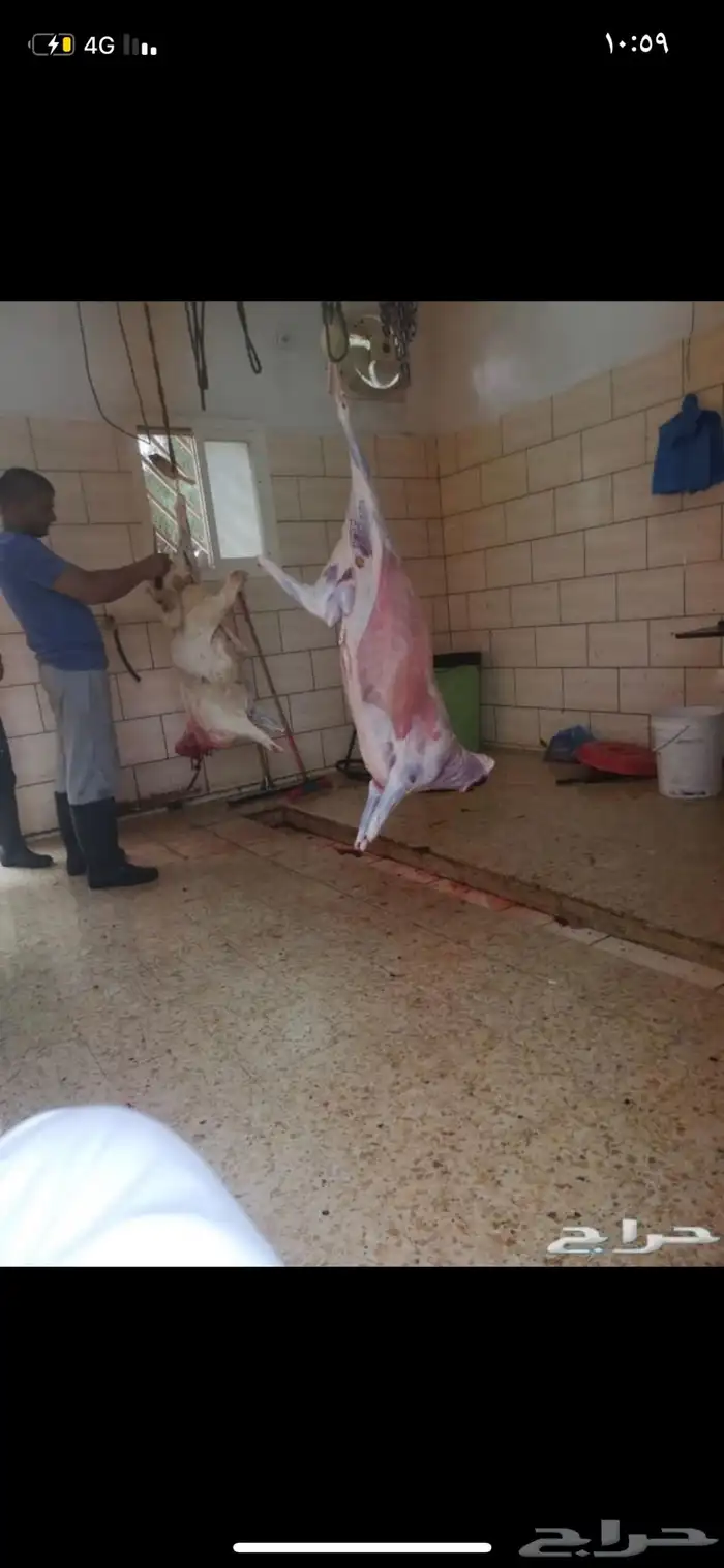 ذبايح ويوجد ذبح وتوصيل 1