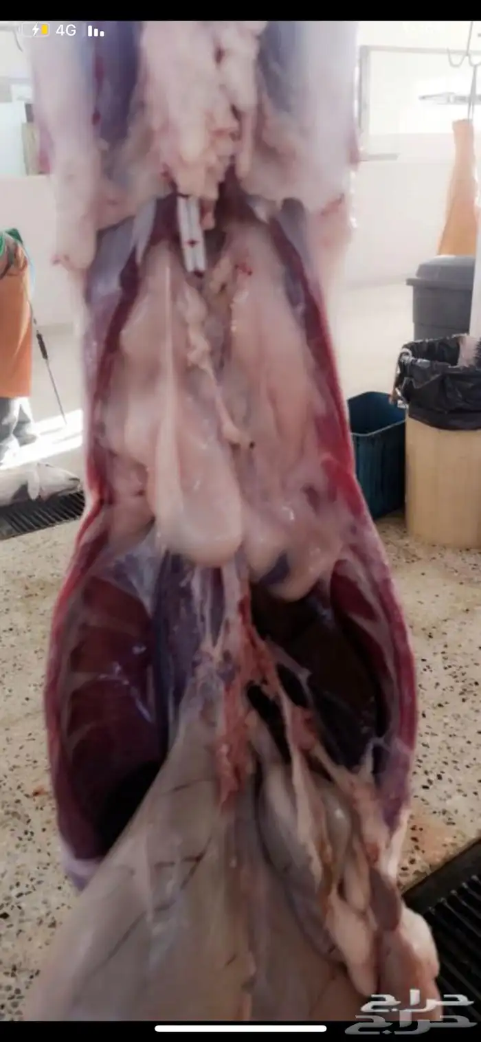 ذبايح ويوجد ذبح وتوصيل 8