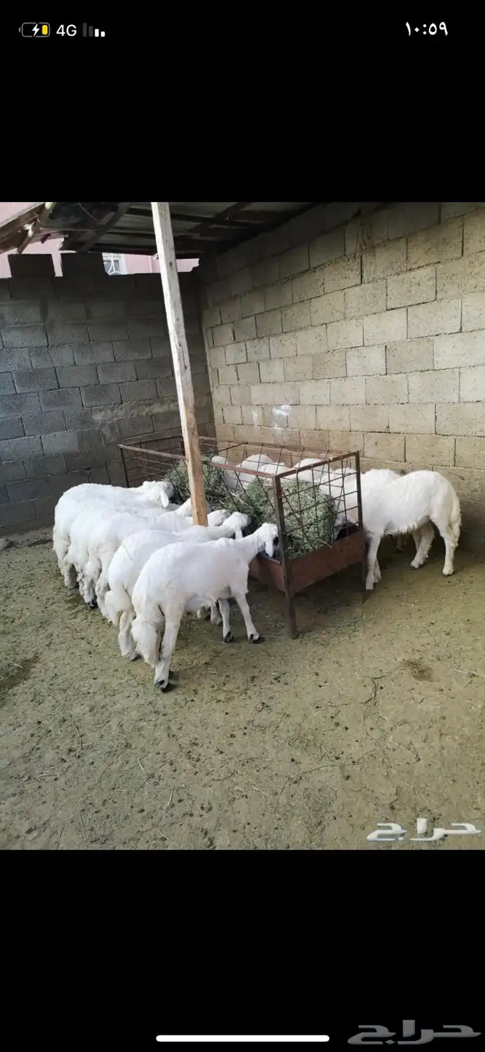 ذبايح ويوجد ذبح وتوصيل 0