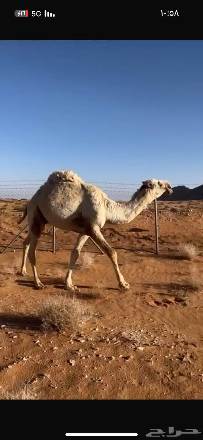 للبيع قعود صاهود 1
