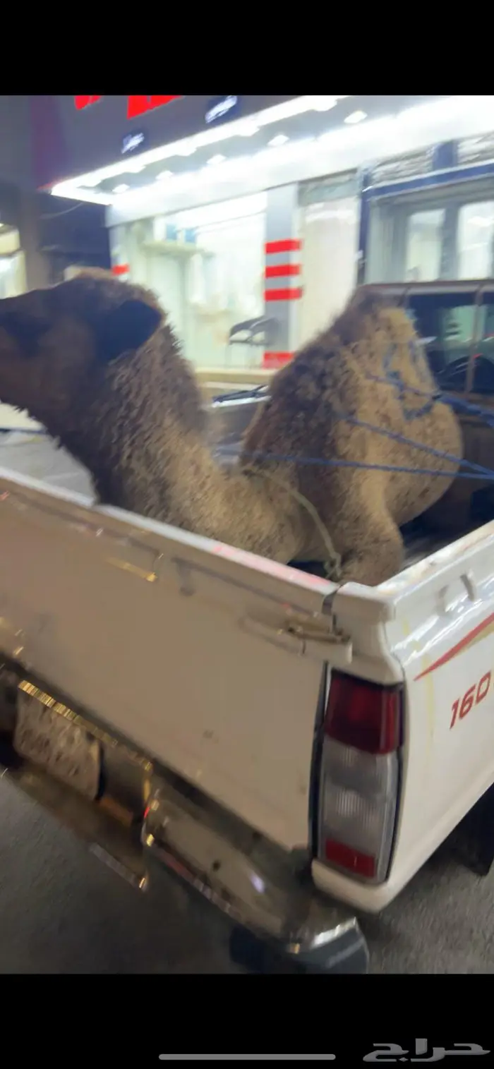 حاشي بلدي فاخر طازج 2