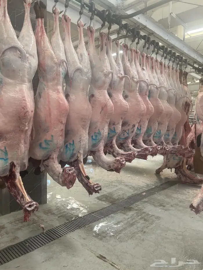 حاشي بلدي فاخر طازج 0