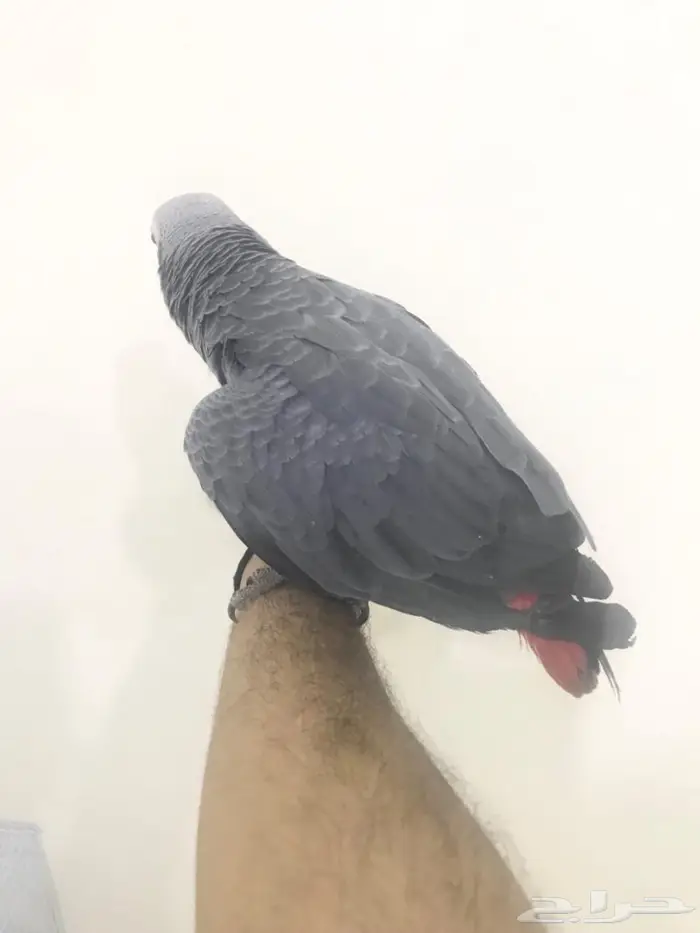 كاسكو فرخ طفرة(تم البيع) 3