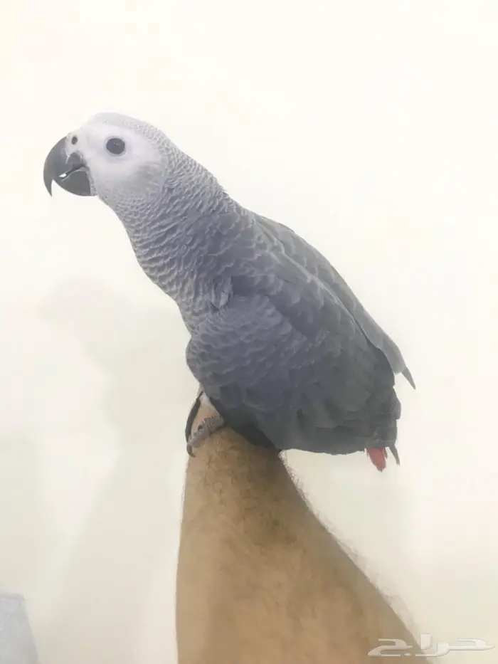 كاسكو فرخ طفرة(تم البيع) 4