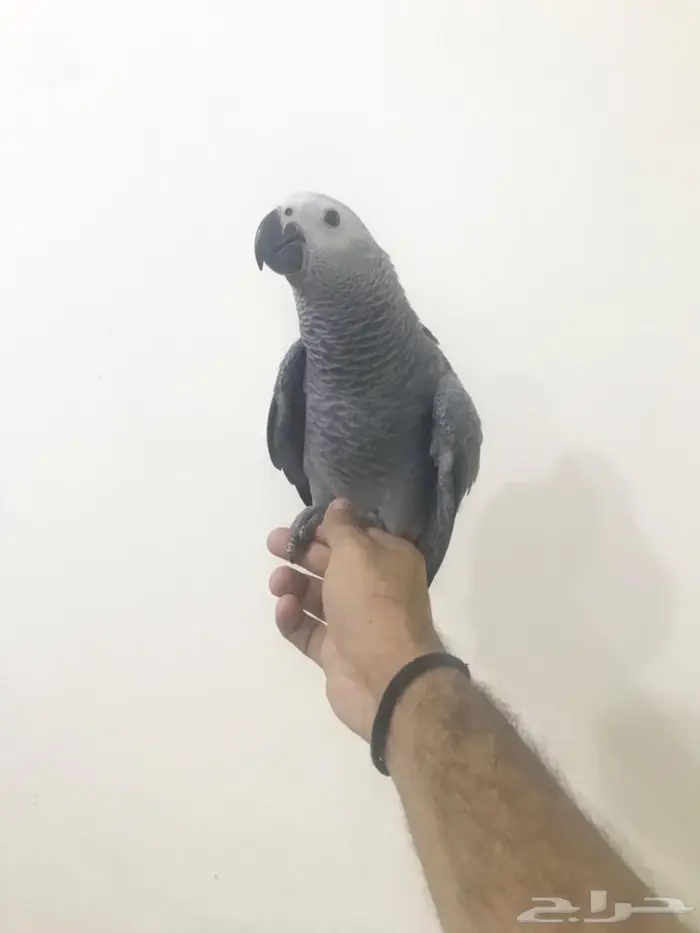 كاسكو فرخ طفرة(تم البيع) 6