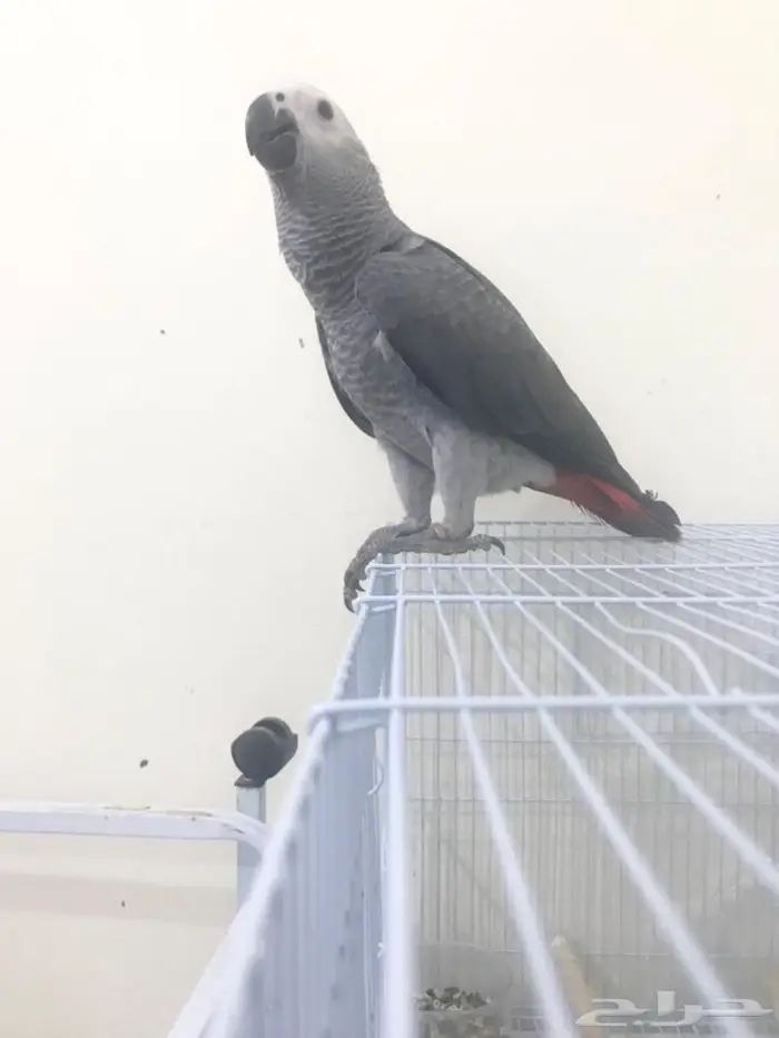 كاسكو فرخ طفرة(تم البيع) 13