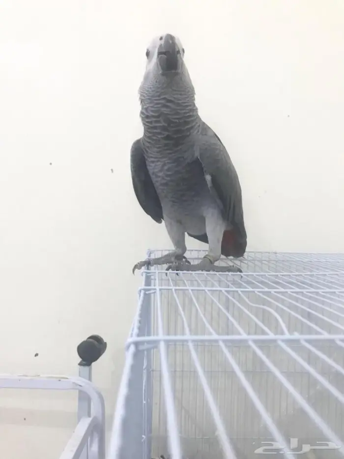 كاسكو فرخ طفرة(تم البيع) 14