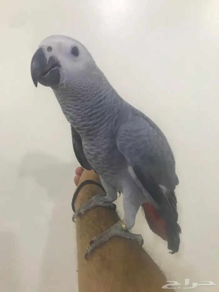 كاسكو فرخ طفرة(تم البيع) 7