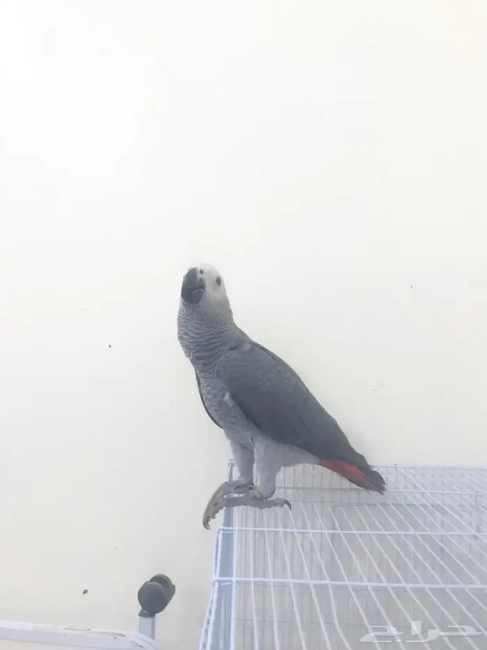 كاسكو فرخ طفرة(تم البيع) 12