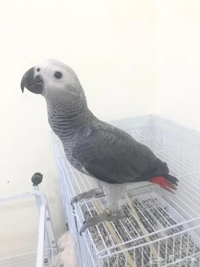 كاسكو فرخ طفرة(تم البيع) 10