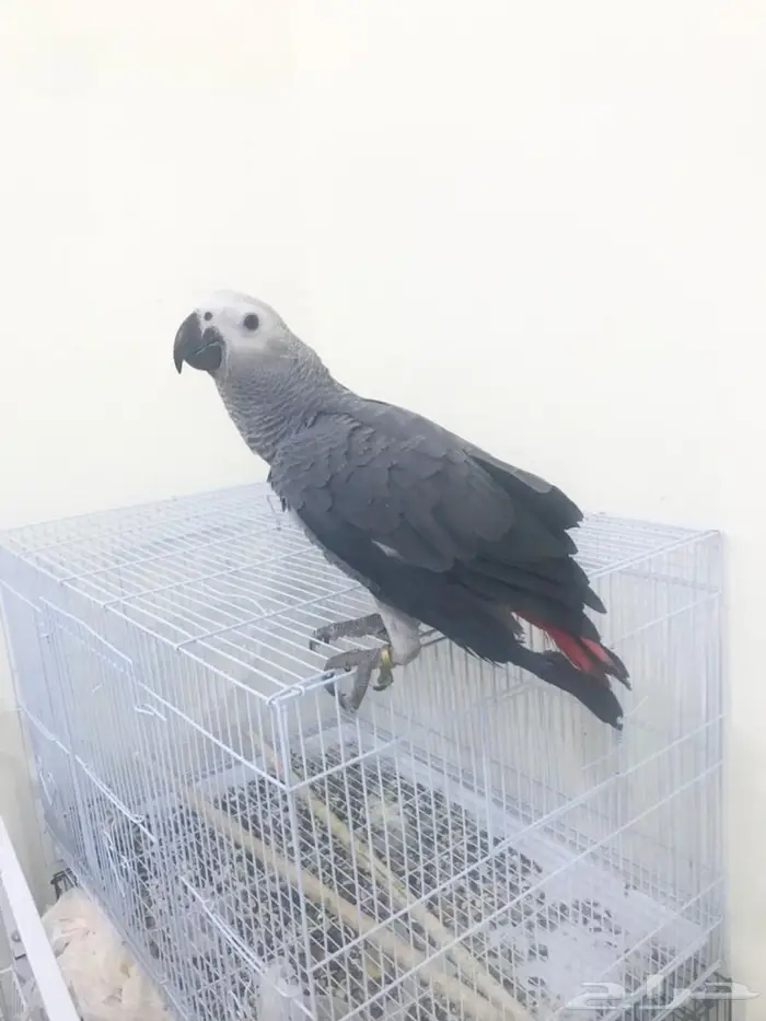 كاسكو فرخ طفرة(تم البيع) 15