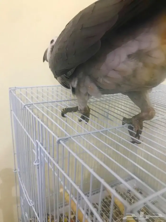 كاسكو فرخ طفرة(تم البيع) 16