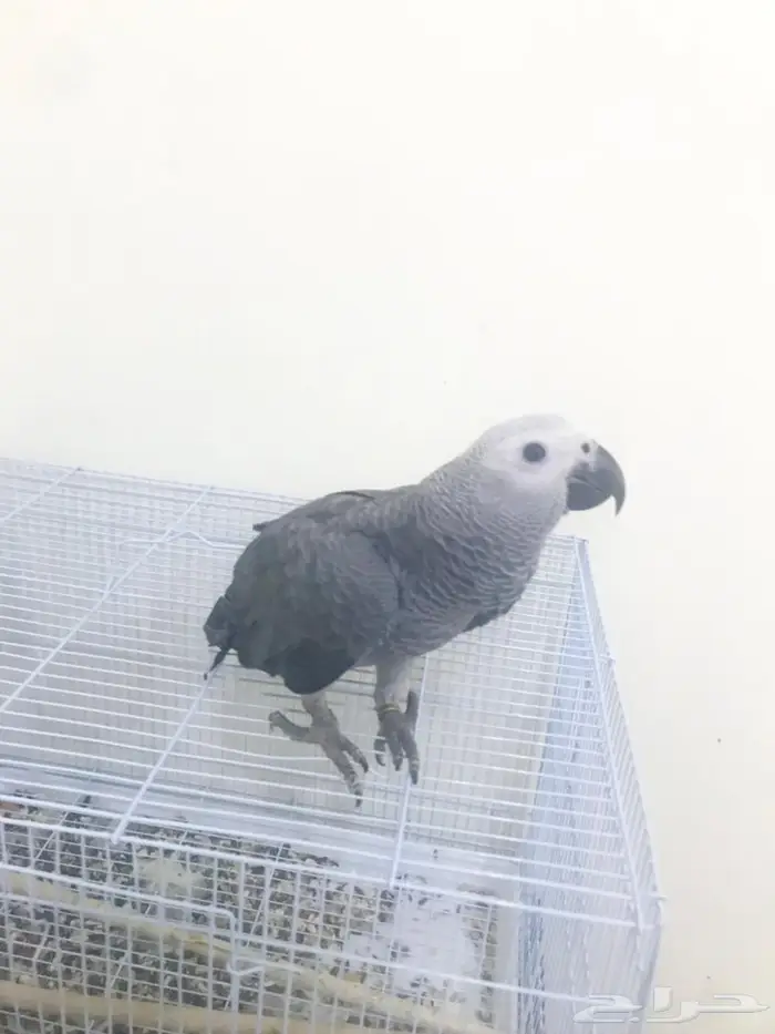 كاسكو فرخ طفرة(تم البيع) 9