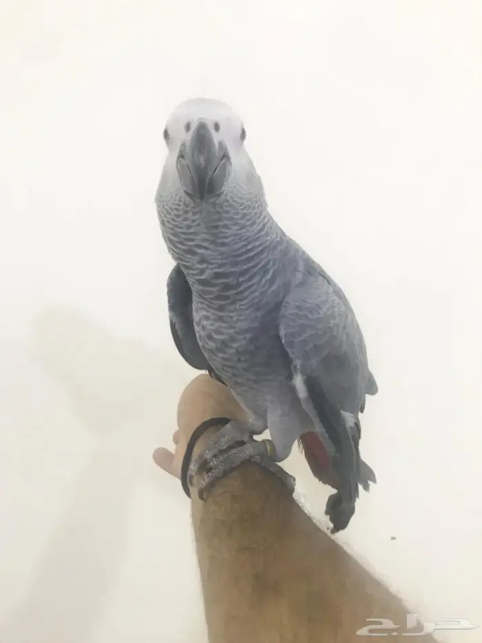 كاسكو فرخ طفرة(تم البيع) 0