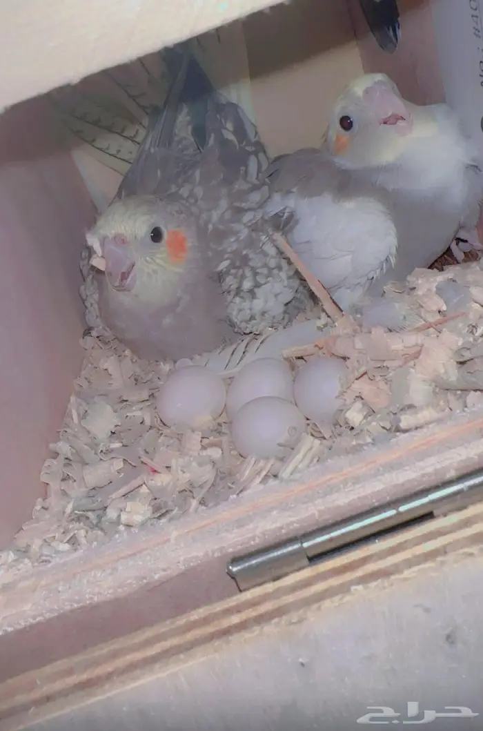 زوج كروان منتج وفرده اليف للبيع 0