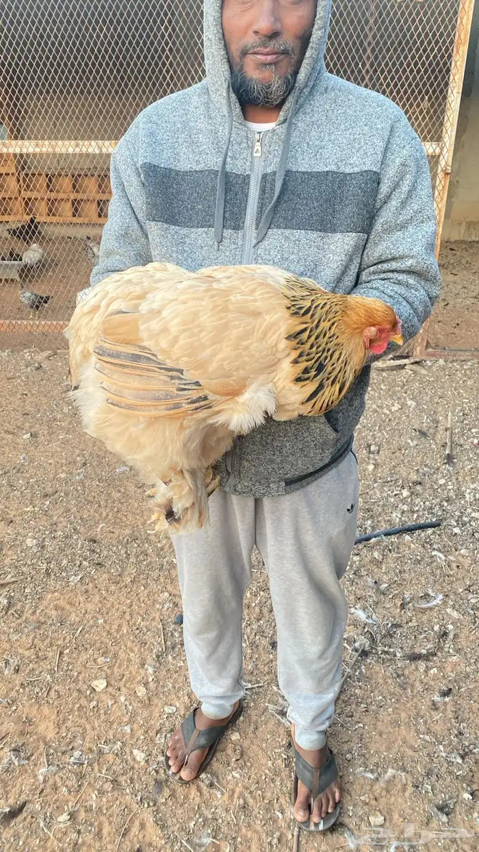 بيض براهما بيور وبيض هجين براهما 0