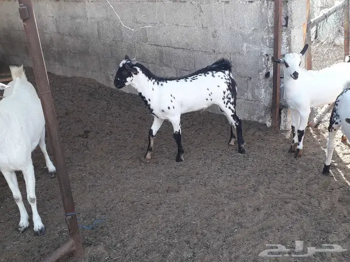 مشاريع فحول بيشيه 9