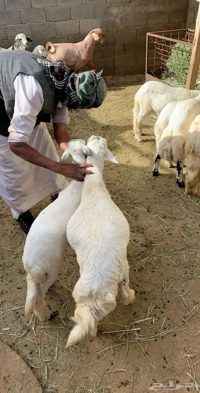 ذبايح ويوجد ذبح وتوصيل 7