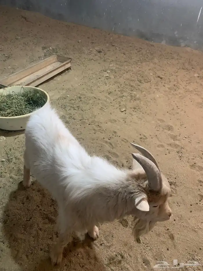 ماعز قزم للبيع تشيكي بيور 2