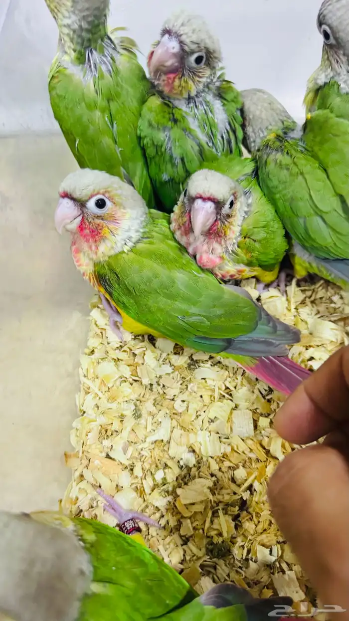 عرض لفترة محددة فروخ كنيور نهاية غر 0