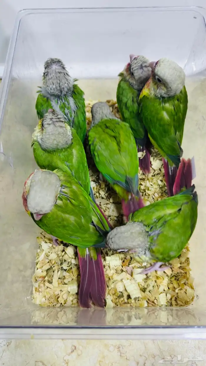 عرض لفترة محددة فروخ كنيور نهاية غر 7