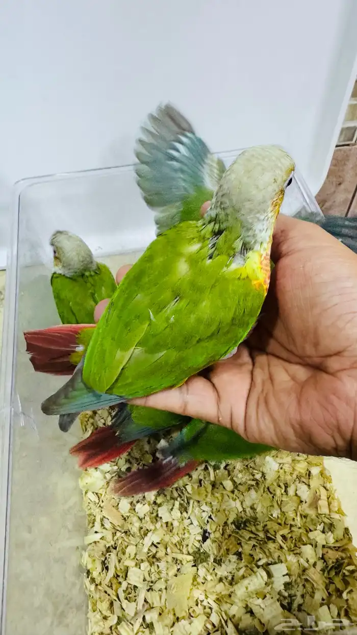 عرض لفترة محددة فروخ كنيور نهاية غر 6