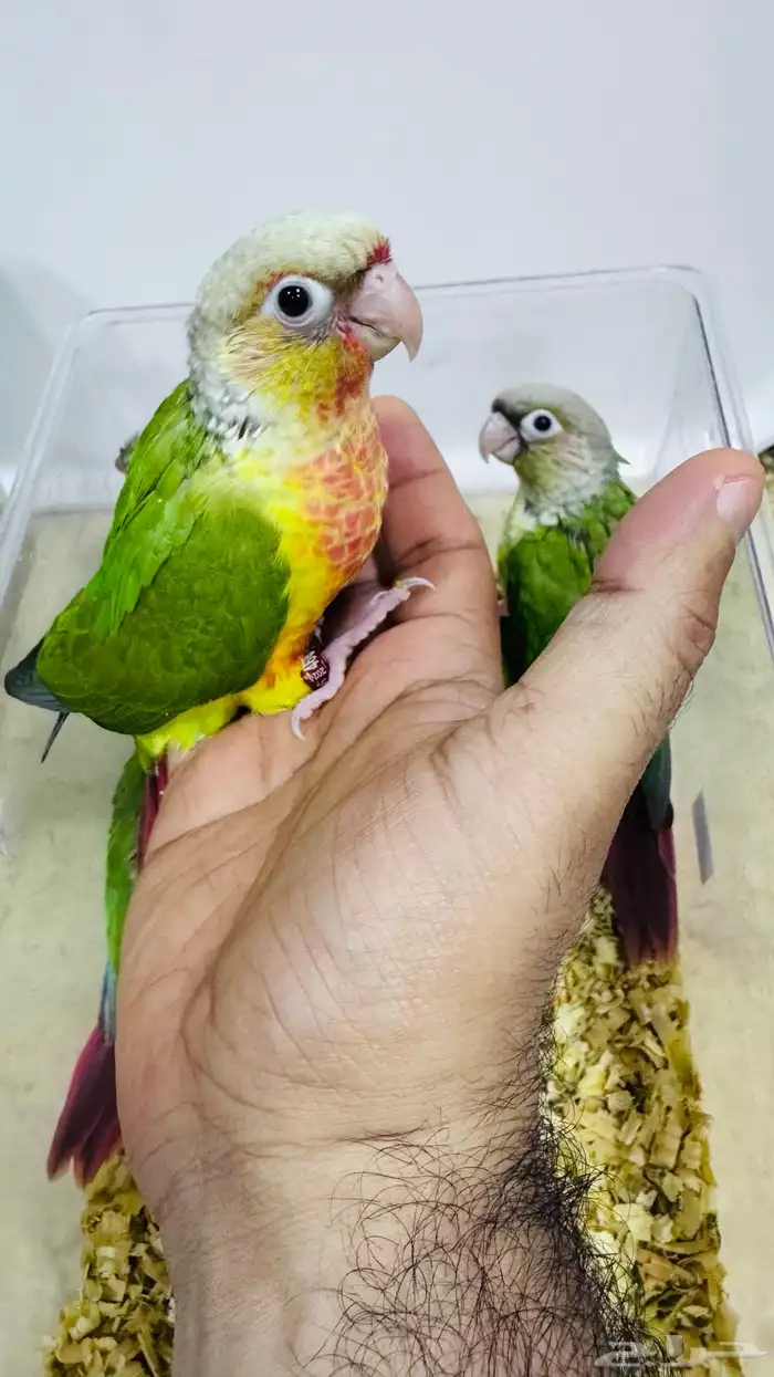 عرض لفترة محددة فروخ كنيور نهاية غر 1