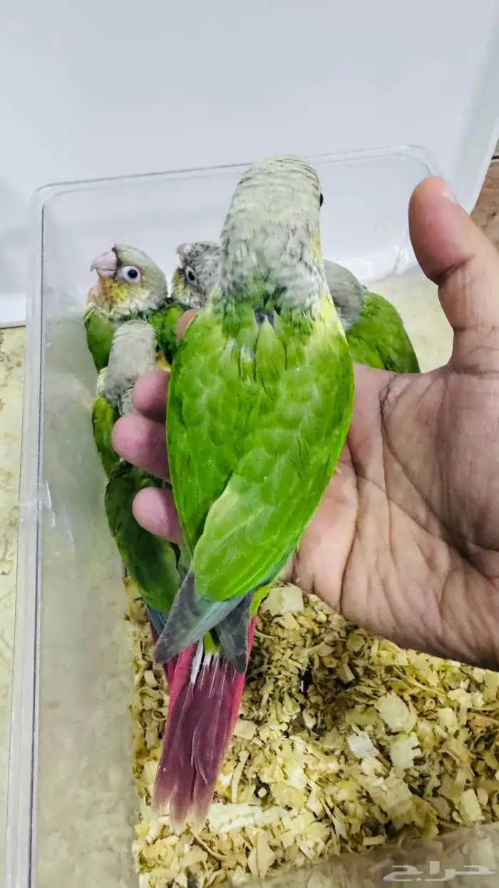 عرض لفترة محددة فروخ كنيور نهاية غر 2